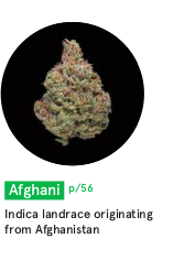 Afghani Indica landrace