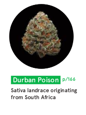 Durban Poison Sativa Landrace